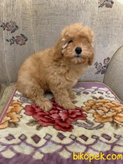 POODLE YAVRULARIMIZ HER RENK VE Toy BOYUT IRK BELGELİ 2
