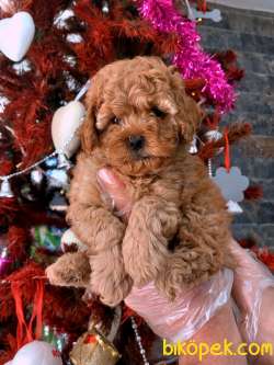 Poodle Yavrularımız Mükemmel 2