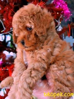 Poodle Yavrularımız Mükemmel 4