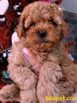 Poodle Yavrularımız Mükemmel 1