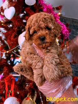 Poodle Yavrularımız Mükemmel 3
