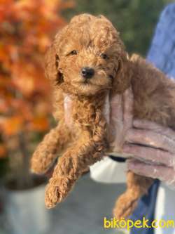 POODLE YAVRULARIMIZ PASAPORTLU 2