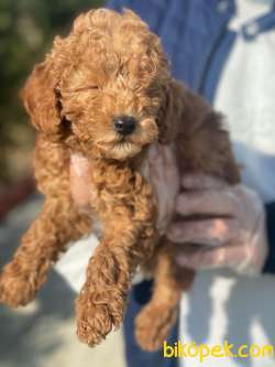 POODLE YAVRULARIMIZ PASAPORTLU 1