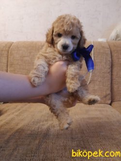 POODLE YAVRULARIMIZ SAFKAN 3