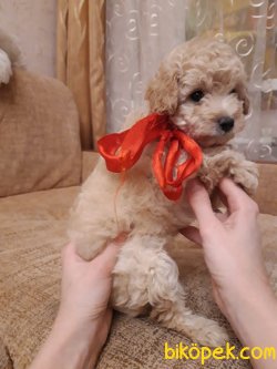 POODLE YAVRULARIMIZ SAFKAN 2