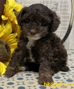 Poodle Yavrularımız Sağlık Garantili 3