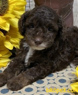 Poodle Yavrularımız Sağlık Garantili 2
