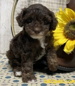 Poodle Yavrularımız Sağlık Garantili 1