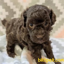 Poodle Yavrularımız Sağlık Garantili 2