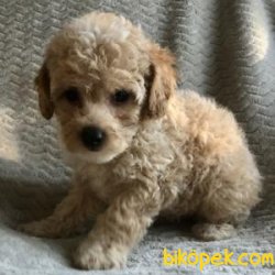 Poodle Yavrularımız Sağlık Garantili 1