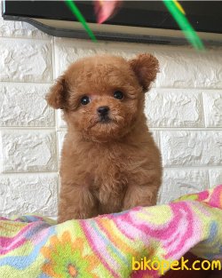 Toy Poodle Bebeklerimiz 2