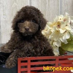 Toy Poodle Yavrularımız Sağlık Garantili 3