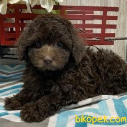 Toy Poodle Yavrularımız Sağlık Garantili 1