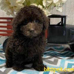 Toy Poodle Yavrularımız Sağlık Garantili 2