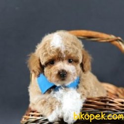 Poodle Yavrularımız Sağlık Garantili 3
