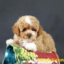 Poodle Yavrularımız Sağlık Garantili 1