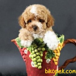 Poodle Yavrularımız Sağlık Garantili 2