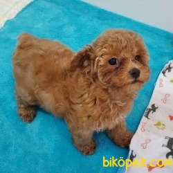 Poodle Yavrularımız Sağlık Garantili 2