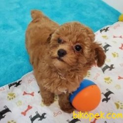 Poodle Yavrularımız Sağlık Garantili 3