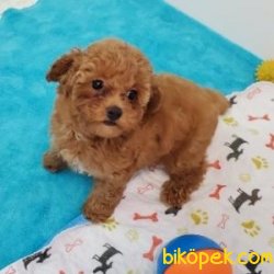 Poodle Yavrularımız Sağlık Garantili 1