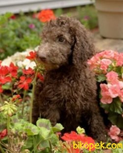 Poodle Yavrularımız Sağlk Garantili 3