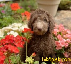 Poodle Yavrularımız Sağlk Garantili 1