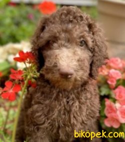 Poodle Yavrularımız Sağlk Garantili 2