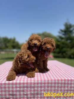 Poodle Yavrularimiz Show Kalite 2