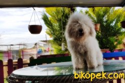 POODLE YAVRUMUZ 8 AYLIK 4