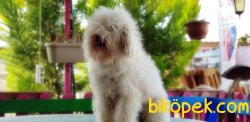 POODLE YAVRUMUZ 8 AYLIK 2