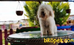 POODLE YAVRUMUZ 8 AYLIK 5