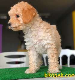 Poodle Yavrumuz Gelmiştir. 2