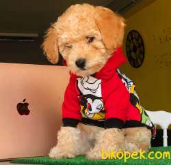 Poodle Yavrumuz Gelmiştir. 1