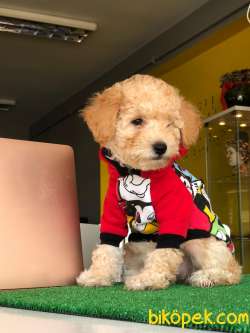 Poodle Yavrumuz Gelmiştir. 3