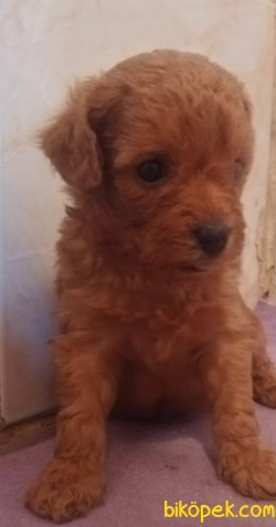 Poodle Yavrusu 1