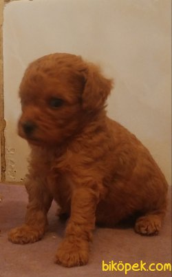 Poodle Yavrusu 2