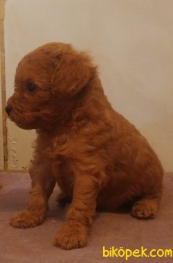 Poodle Yavrusu 4