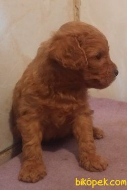 Poodle Yavrusu 3