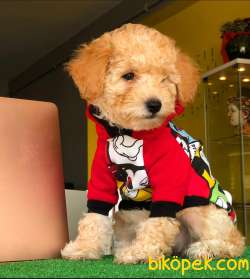 Poodlelarin  Prensesi 1