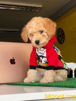 Poodlelarin  Prensesi 2