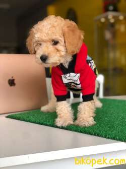 Poodlelarin  Prensesi 3