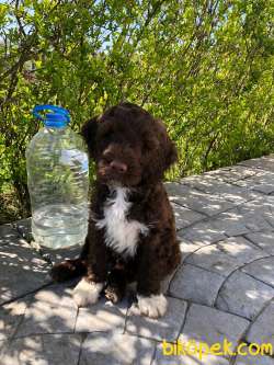 Portekiz Su Köpeği  (Water Dog) 2