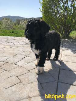 Portekiz Su Köpeği  (Water Dog) 1