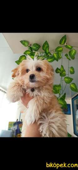 Prenses Gibi  Maltipoo 1