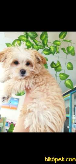Prenses Gibi  Maltipoo 3