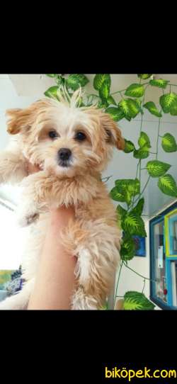 Prenses Gibi  Maltipoo 4