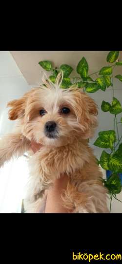 Prenses Gibi  Maltipoo 2