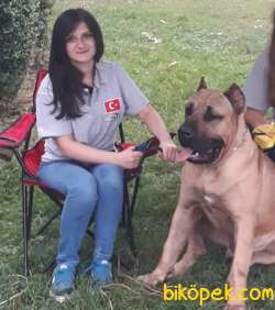 Presa Canario Yavru (Bursa Köpek Okulu) 3