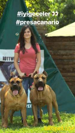 Presa Canario Yavru (Bursa Köpek Okulu) 1