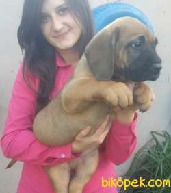 Presa Canario Yavru (Bursa Köpek Okulu) 2